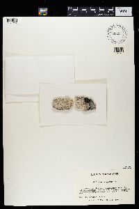 Lecanora allophana image