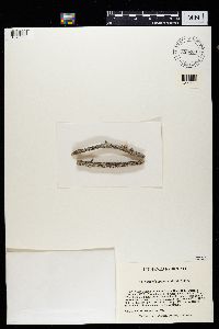 Lecidella euphorea image