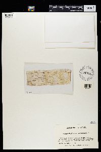 Leptorhaphis epidermidis image