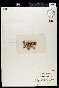 Phaeocalicium polyporaeum image