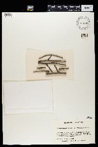 Phaeocalicium populneum image