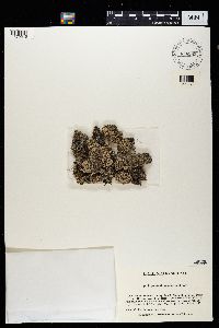 Pycnothelia papillaria image