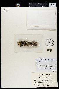 Sphinctrina anglica image