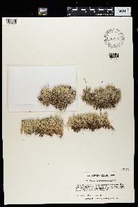 Cladina arbuscula subsp. mitis image