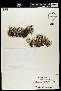 Cladonia rangiferina image