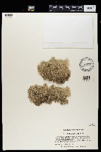 Cladonia stellaris image