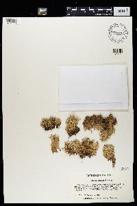 Cladonia uncialis image