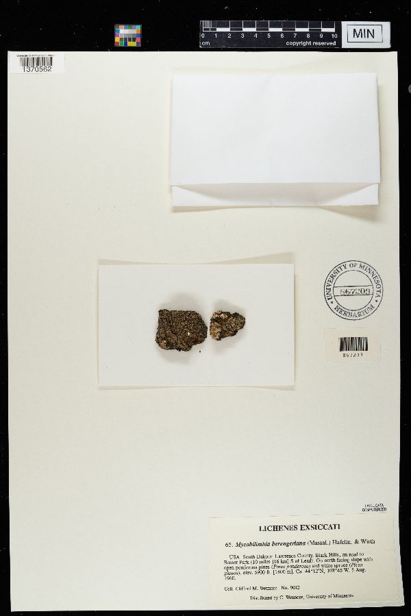 Mycobilimbia berengeriana image