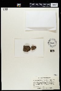 Media resource of Mycobilimbia berengeriana