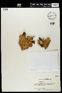 Nephroma arcticum image