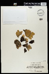 Peltigera aphthosa image