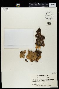 Peltigera elisabethae image