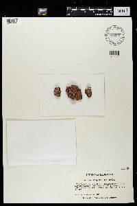 Psora decipiens image