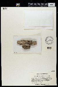 Pyrgillus javanicus image