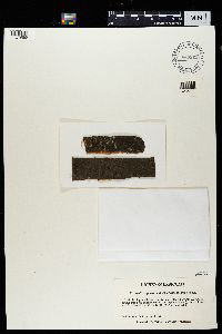 Scoliciosporum chlorococcum image