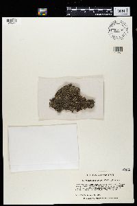 Trapeliopsis granulosa image