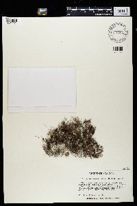 Bryoria trichodes image