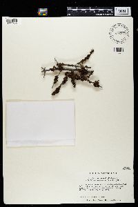 Tuckermanopsis sepincola image