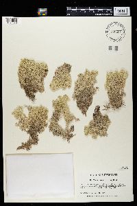 Cladonia stellaris image