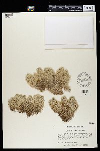 Cladonia stellaris image