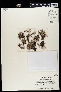 Cladonia phyllophora image