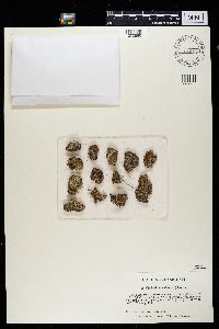 Cladonia pyxidata image