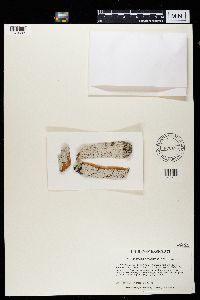 Stictis urceolatum image