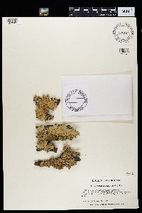 Flavoparmelia caperata image