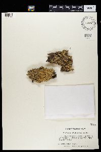 Flavopunctelia flaventior image