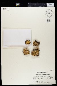 Flavopunctelia soredica image