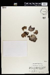 Lasallia papulosa image