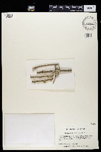 Lecanora symmicta image