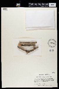 Mycoblastus sanguinarius image