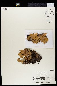 Peltigera aphthosa image