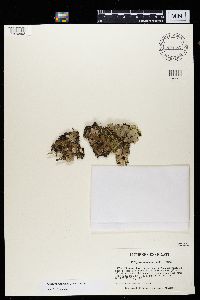 Peltigera didactyla image
