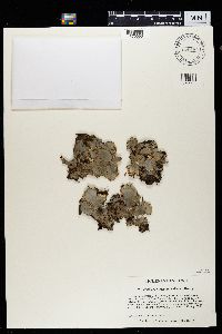 Peltigera horizontalis image