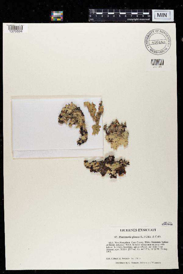 Platismatia glauca image