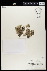 Platismatia tuckermanii image