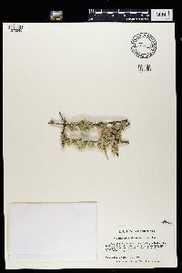 Ramalina dilacerata image