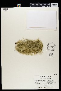 Usnea cavernosa image