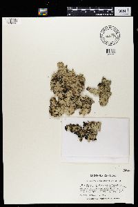 Cetrelia chicitae image