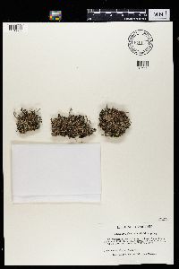 Cladonia decorticata image