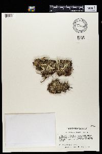 Cladonia deformis image