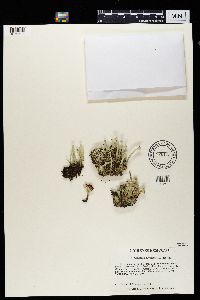 Cladonia deformis image