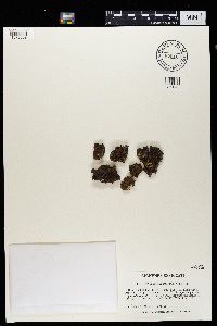 Melanohalea subolivacea image