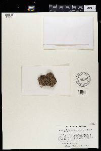 Mycobilimbia berengeriana image