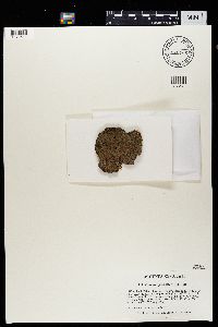 Protopannaria pezizoides image