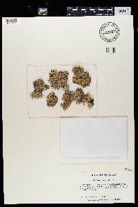 Parmelia sulcata image