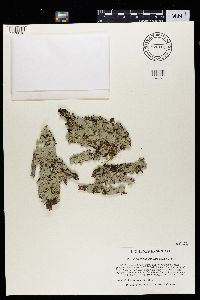 Parmotrema crinitum image