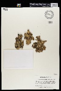 Platismatia tuckermanii image